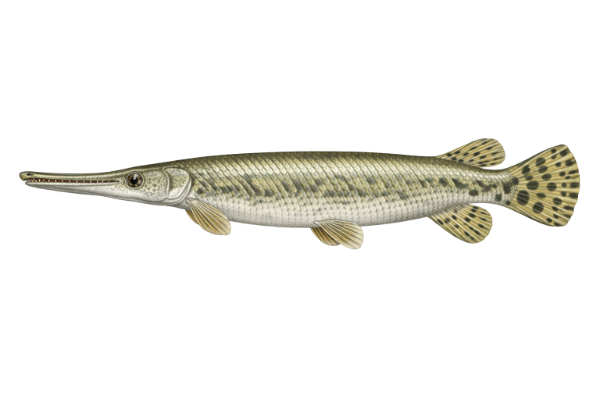 Alligator Gar