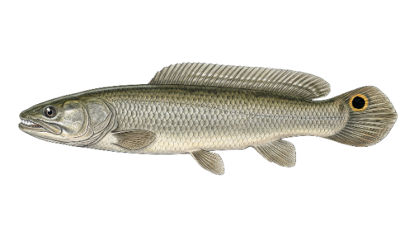 Bowfin