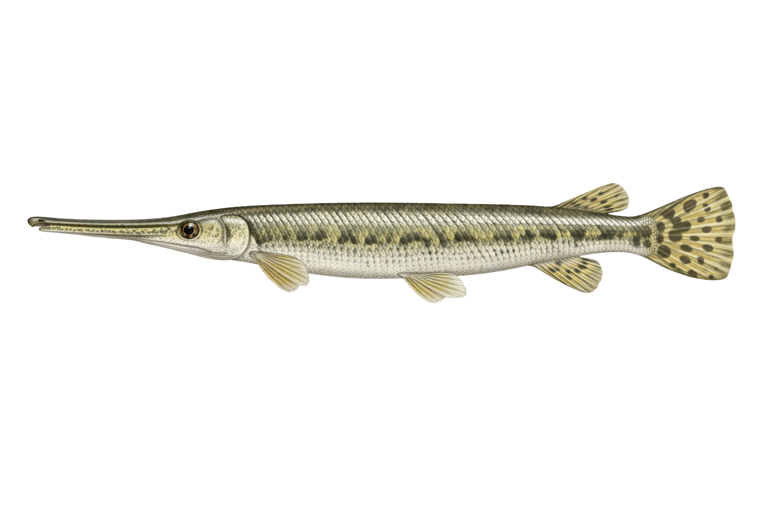 Longnose Gar